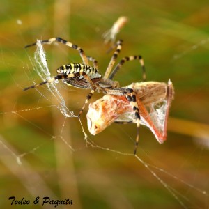Argiope Bruennichi-arañatigre 4