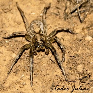 Tarántula araña lobo (Lucosa tarantula)