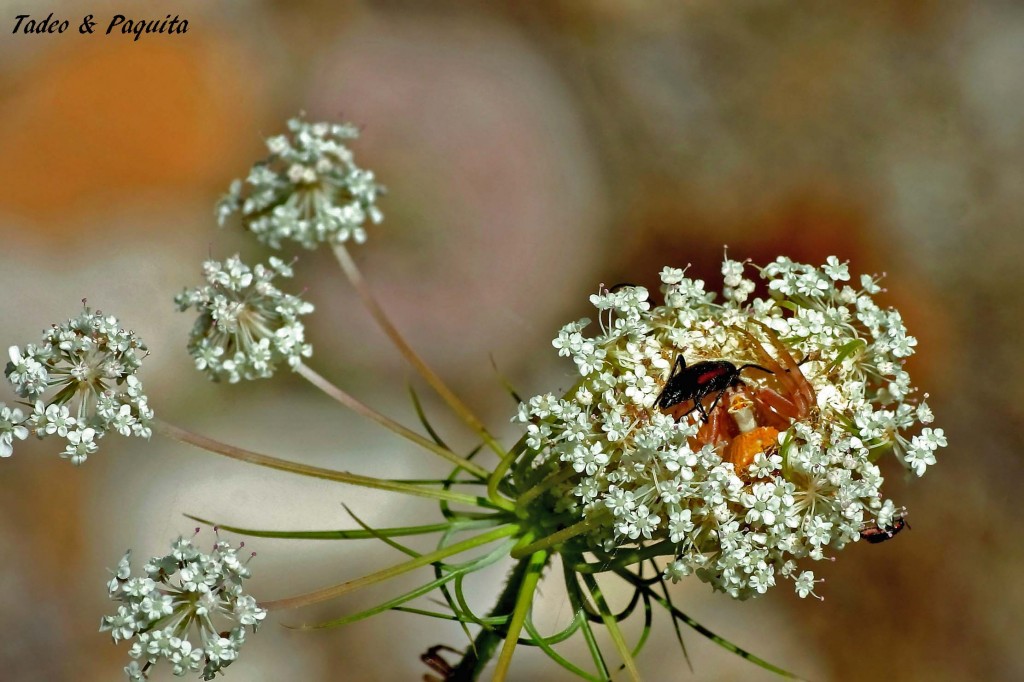 Misumena vatia