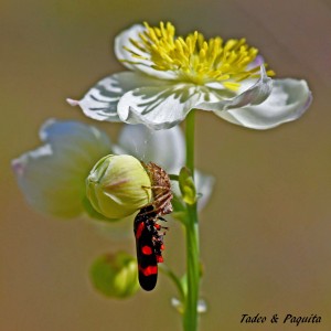 xyopes lineatus-araña lince 