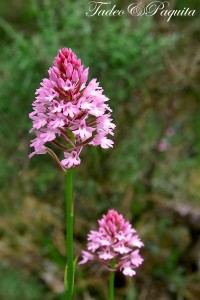 Anacamptis pyramidalis