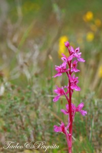 Orchis mascula