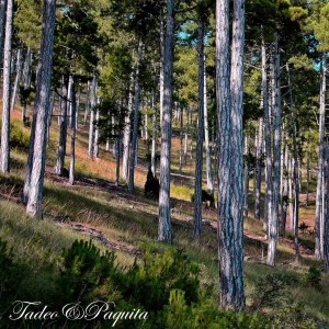 Pino Albar (Pinus sylvestris)