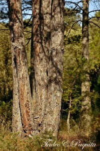 Pino laricio (Pinus nigra)