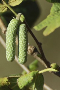 Corylus -floración