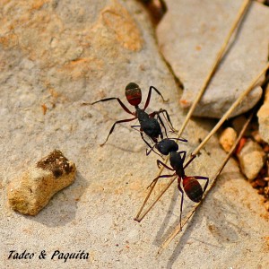 Camponotus cuentatus