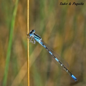 Coenagrion puella macho-