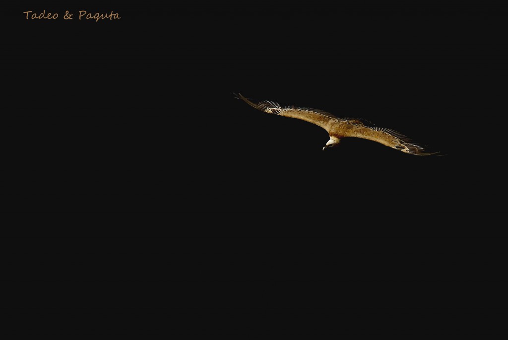 Gyps-fulvus-buitre-(14)