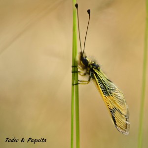 Libelloides longicornis