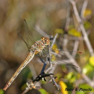 Sympetrum-fronscolombii