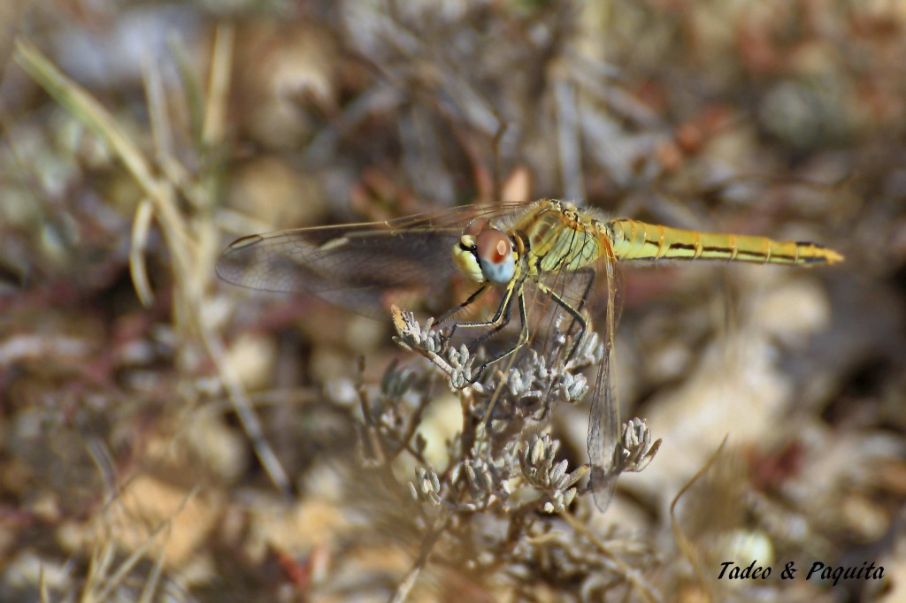 Sympetrum sinaiticum