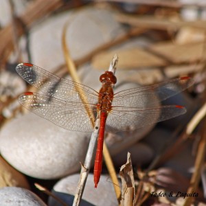 Sympetrum-striolatum-macho