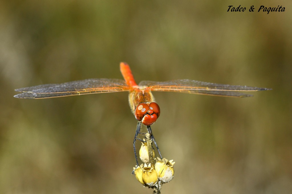 Trithemis kirbyi