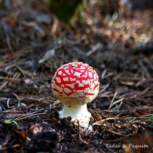 Amanita muscarida