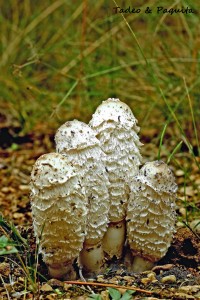 Coprinus comatus