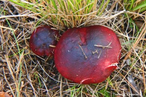 Russula fuscorubra