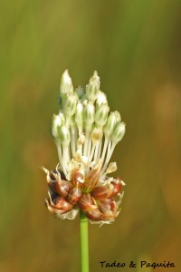 allium oleracerum.   Plantas herbáceas provistas de un bulbo. familia Amarilidáceas. 