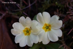 Familia Primulaceae . Androsace obtusifolia 