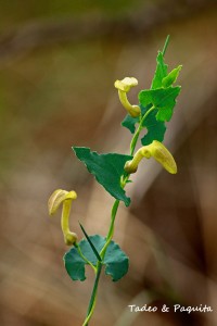 Aristolochia pistolochia, hierba a rastrera Fam. Aristolochiaceae. 