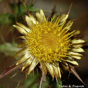 Carlina hispanica. Fam.Astaraceae