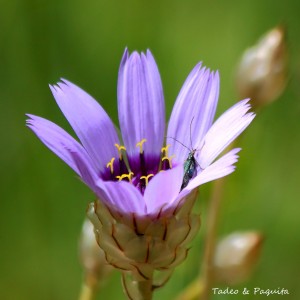 Catananche caerulea-