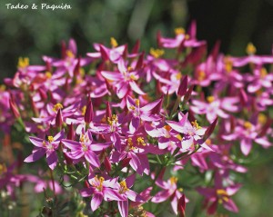 Centaurium erytrhaea