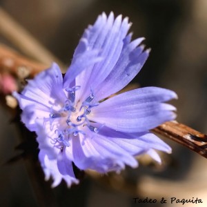 Cichorium intybus-achicoria