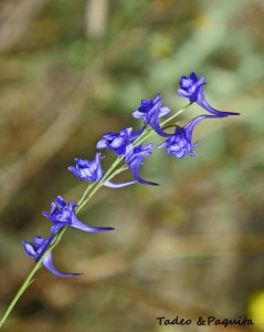 Delphinium gracile