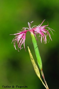 Dianthus brotery clavel silvestre
