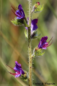 Echium plantagineum. F. Boraginaceae