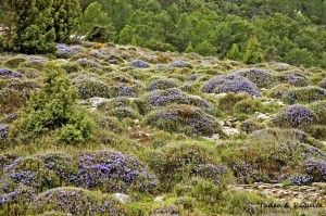 Erinacea antyllis