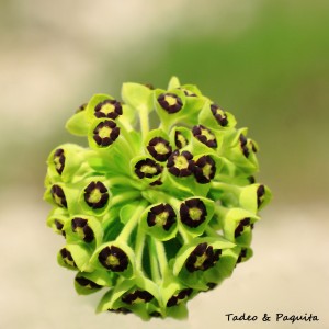 Euphorbia