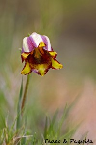Fritillaria hispanica