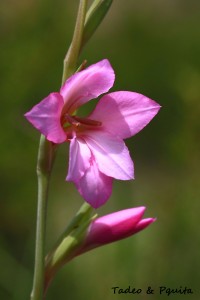 Gladiolus illyricus