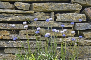 Globulari vulgaris