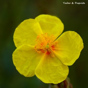 Helianthemun nummularium. Fam.Cistaceae