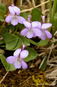 Viola sylvestris violeta. Fami Violáceas.