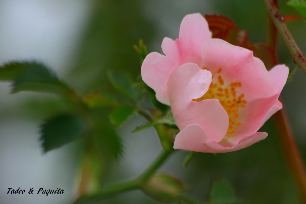 Rosa canina .Fami. Rosaceae